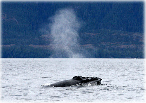 jpg Humpback Whale blow