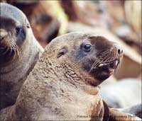 Comments Sought on Steller Sea Lion Plan