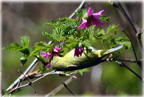 jpg warbler and salmonberry