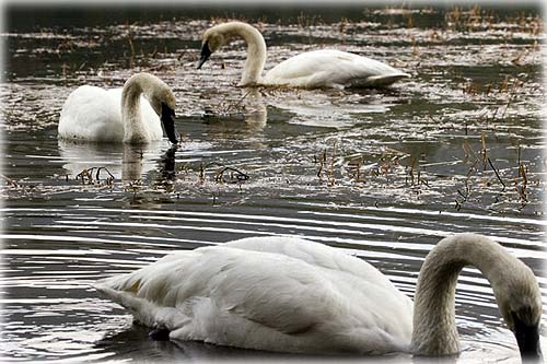 jpg Trumpeter Swans - Ketchikan, Alaska