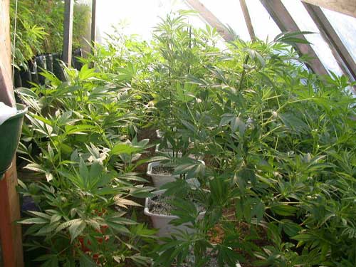 jpg Marijuana grown in Alaska