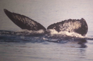 jpg whale flukes 1978