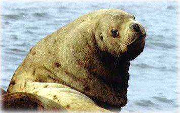 jpg steller sea lion