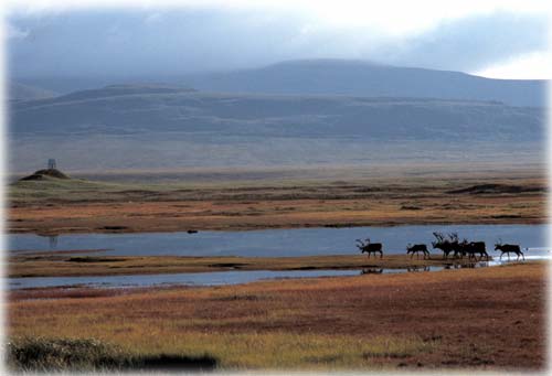 jpg Alaska caribou