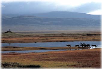 The mystery of 53 dead caribou...