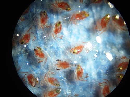 jpg Blue king crab larvae