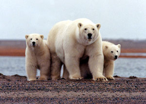 jpg Polar bear and cubs