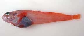 jpg combed snailfish