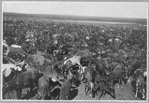 jpg Caribou Herd