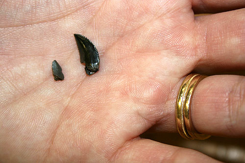 jpg teeth from the dinosaur known as Troodon