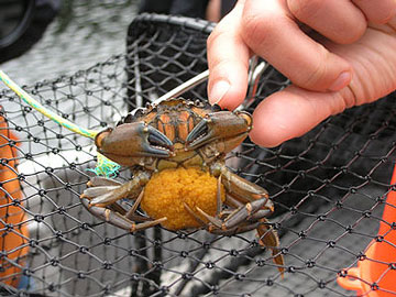 jpg European green crab