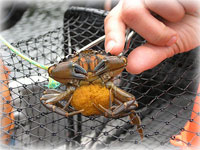  Network sets traps to find any green crabs in Alaska