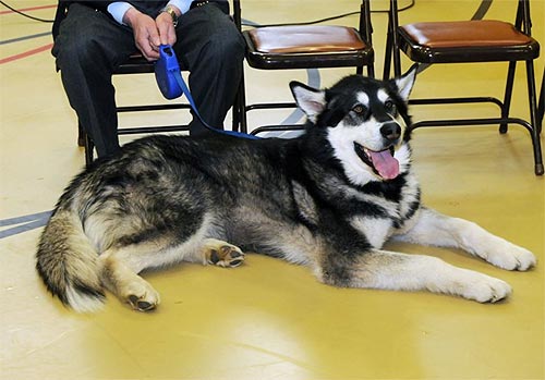 jpg Alaskan Malamute