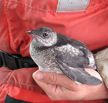 jpg A juvenile Kittletz's murrelet, caught on the water of Kachemak Bay, Alaska.