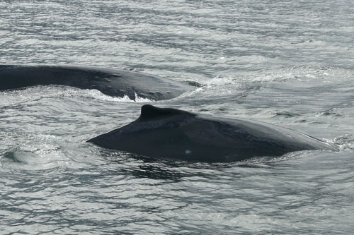 jpg Entangled humpback whale and calf.