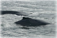 TEAM RESPONDS TO FIRST REPORTED WHALE ENTANGLEMENT OF THE SEASON