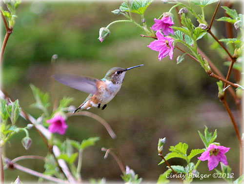 Front Page Photo By CINDY BALZER