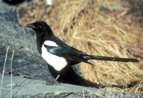 jpg Magpies a more common sight throughout Alaska