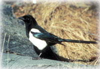 Magpies a more common sight throughout Alaska