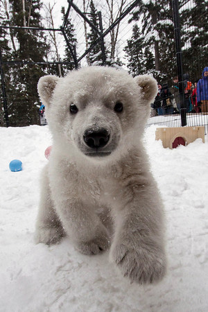 jpg Kali leaves the Alaska Zoo to join polar bear cub Luna at the Buffalo Zoo