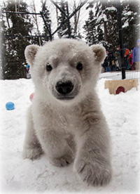 ali leaves the Alaska Zoo to join polar bear cub Luna at the Buffalo Zoo 