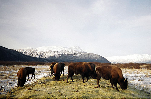 jpg Research finds wood and plains bison not subspecies