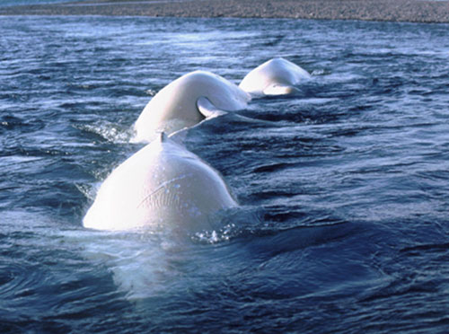 jpg Scientists Test Hearing in Bristol Bay Beluga Whale Population
