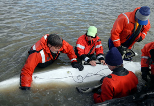 jpg First published study on hearing in wild cetaceans