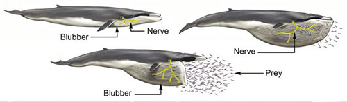 jpg These gigantic whales have nerves like bungee cords