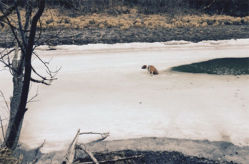 jpg Dog saved from watery demise 