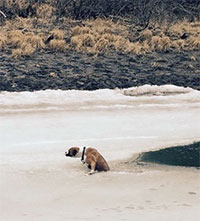 Dog saved from watery demise