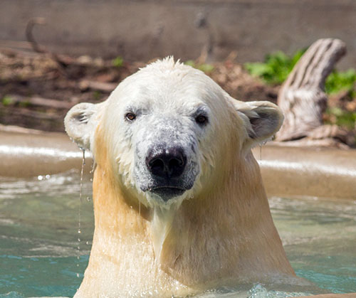 jpg Rescued Alaska Cub Now 850 Pounds and Living at the Saint Louis Zoo