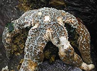 Wasting found in multiple Kachemak Bay sea stars 
