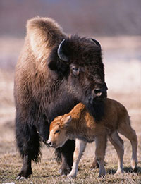 Wood Bison Transition to Wild Population