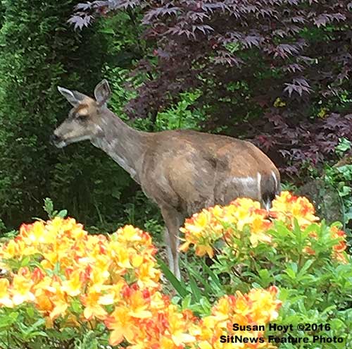 Front Page Feature Photo By SUSAN HOYT