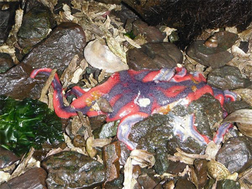 jpg Wasting disease devastates Kachemak Bay sea star populations