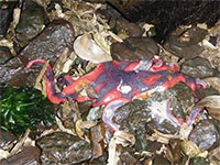 Wasting disease devastates Kachemak Bay sea star populations