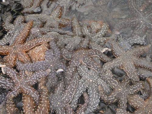 jpg Mottled sea stars cover a portion of the Gulf Watch Elephant Island site in spring 2016.