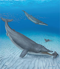 Baleen whales' ancestors were toothy suction feeders