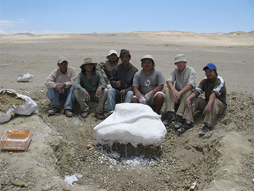 jpg Members of the excavation team (from the Museo de Historia Natural, Lima and the Muséum National d'Histoire Naturelle, Paris) gathered around a plaster jacket surrounding part of the skeleton of Mystacodon selenensis at the Media Luna locality in the Pisco Basin, Peru.