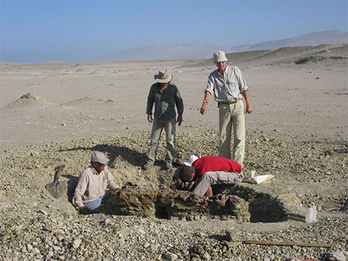 jpg Members of the excavation team digging around the skeleton of Mystacodon selenensis 