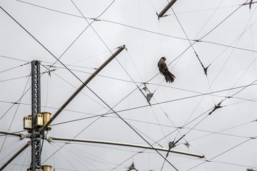 jpg A gray jay rests on a wire in the HAARP antenna grid near Gakona, Alaska.