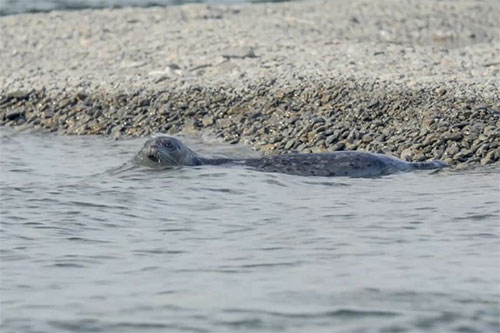 jpg Chemical records in teeth confirm elusive Alaska lake seals are one of a kind