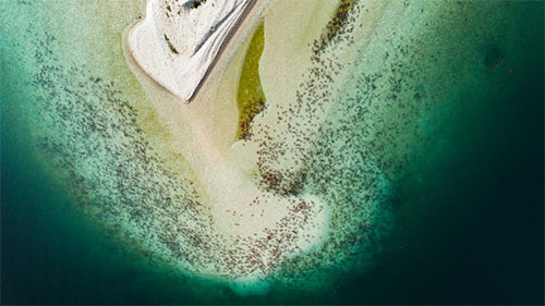 jpg An aerial view shows swarms of adult sockeye salmon returning to the island beaches of Iliamna Lake in the fall to spawn.