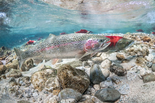 jpg Rainbow trout (front) and sockeye salmon are seen in Iliamna Lake.