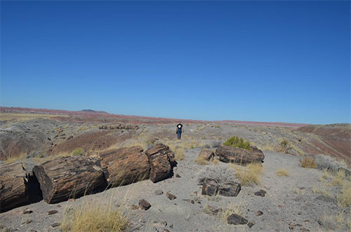 jpg In a warming world, some regions are expected to get drier, while others will get wetter; a new study suggests this trend is already underway, and has been for more than 100 years. Here, a geologist traverses Petrified Forest National Park in southern Arizona, one of many regions expected to become more arid.