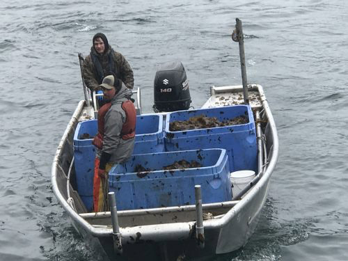 jpg Seaweed farmers in Alaska gear up for large haul 
