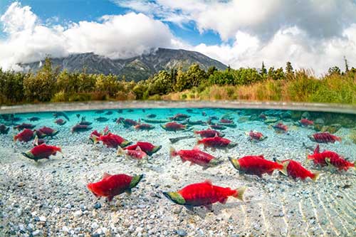 jpg Hot spots in rivers that nurture salmon 'flicker on and off' in Bristol Bay region 