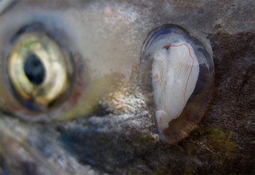 jpg The otolith of an adult Chinook salmon harvested in Nushagak Bay.