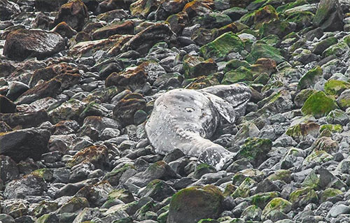 jpg Dead gray whale on Kodiak Island. 